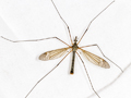 Tipula luna